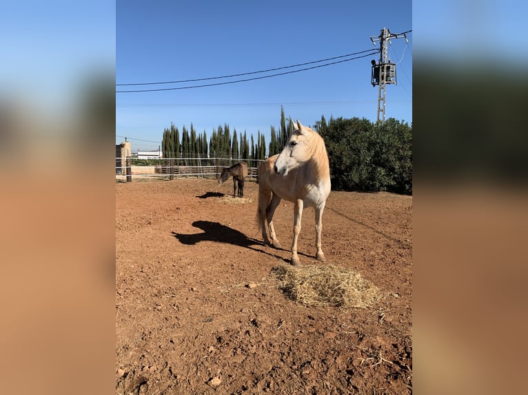 PRE Mare 16 years 16 hh Gray in CanalsCanals