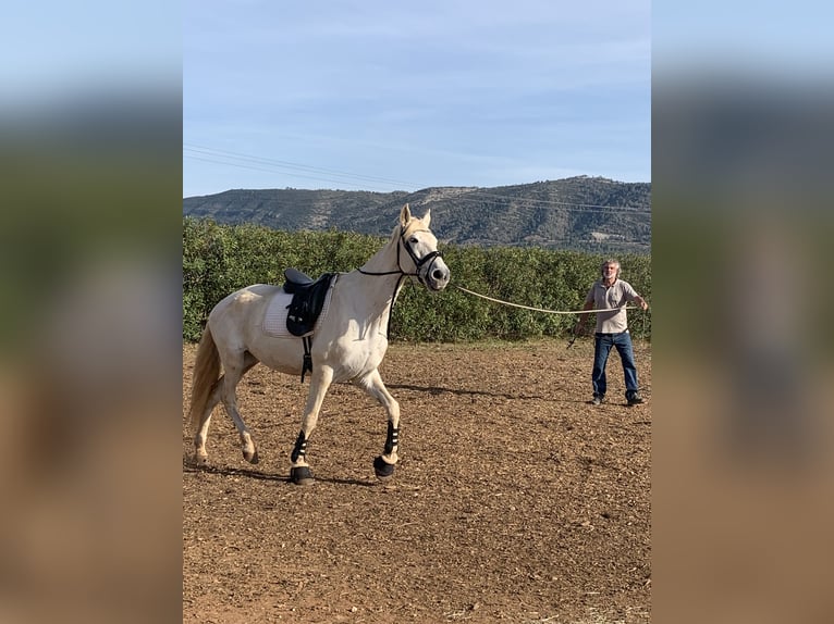 PRE Mare 16 years 16 hh Gray in CanalsCanals