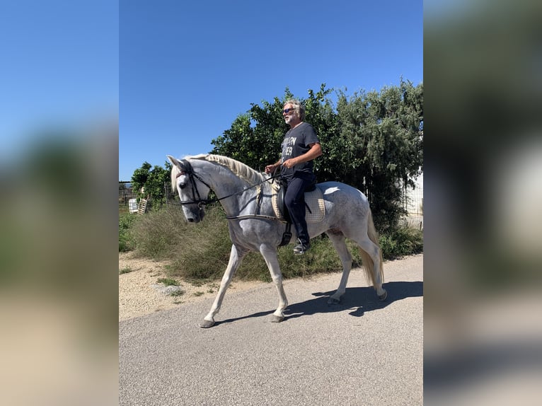 PRE Mare 16 years 16 hh Gray in CanalsCanals