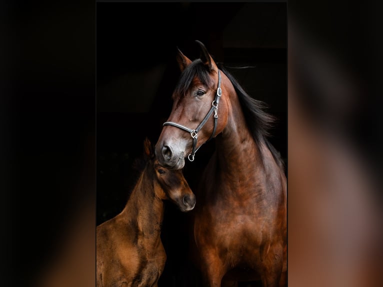 PRE Mare 16 years 16,2 hh in Ruppichteroth