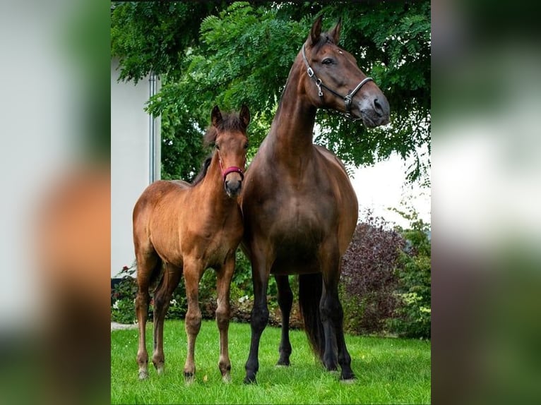 PRE Mix Mare 16 years  in Ruppichteroth