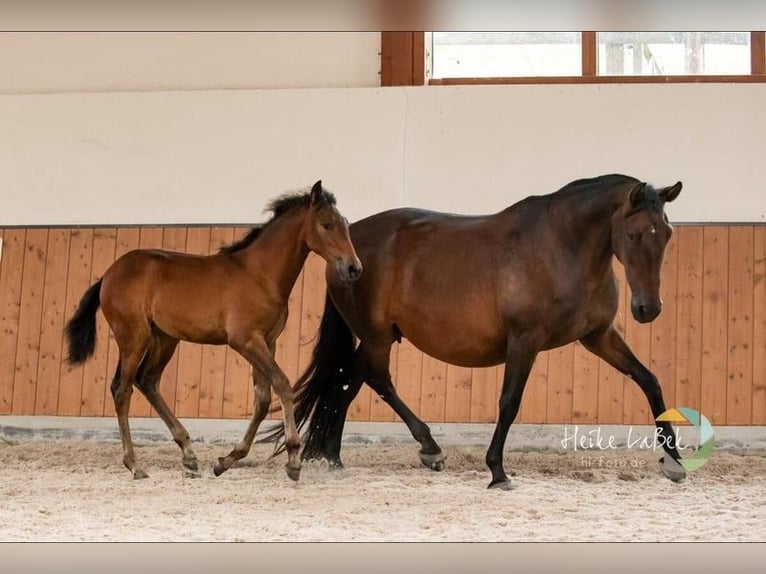 PRE Mix Mare 16 years  in Ruppichteroth