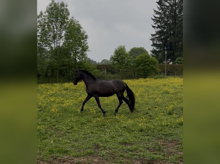 PRE Mix Mare 17 years 14.3 hh Black in Otterfing