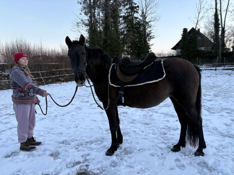 PRE Mix Mare 17 years 14.3 hh Black in Otterfing