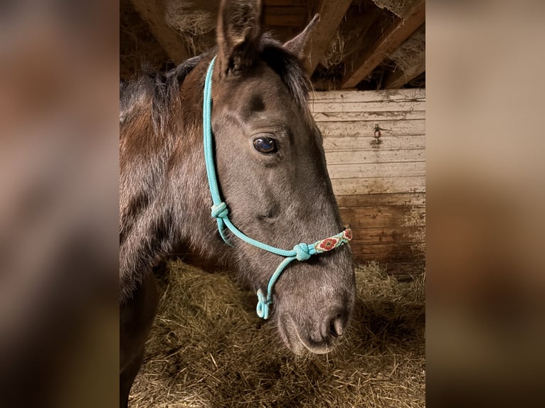 PRE Mix Mare 17 years 14,3 hh Black in Otterfing