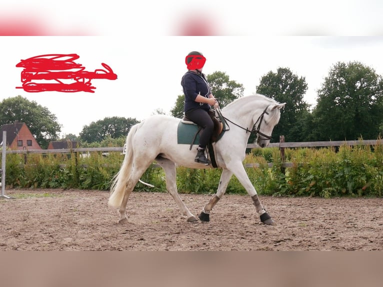 PRE Mix Mare 17 years 15,1 hh White in Beringstedt