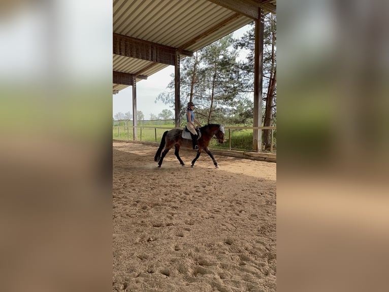 PRE Mix Mare 17 years 15,2 hh Roan-Red in Marloffstein