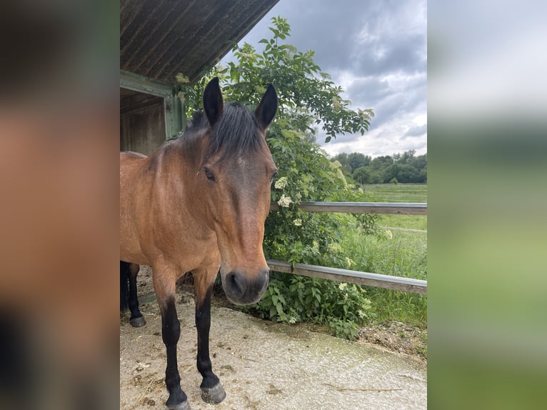 PRE Mix Mare 17 years 15,2 hh Roan-Red in Marloffstein