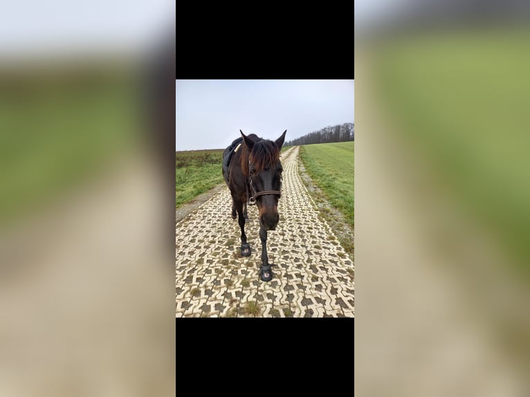 PRE Mix Mare 17 years 15,2 hh Bay-Dark in Adelsheim