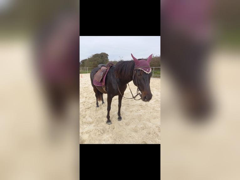PRE Mix Mare 17 years 15,2 hh Bay-Dark in Adelsheim