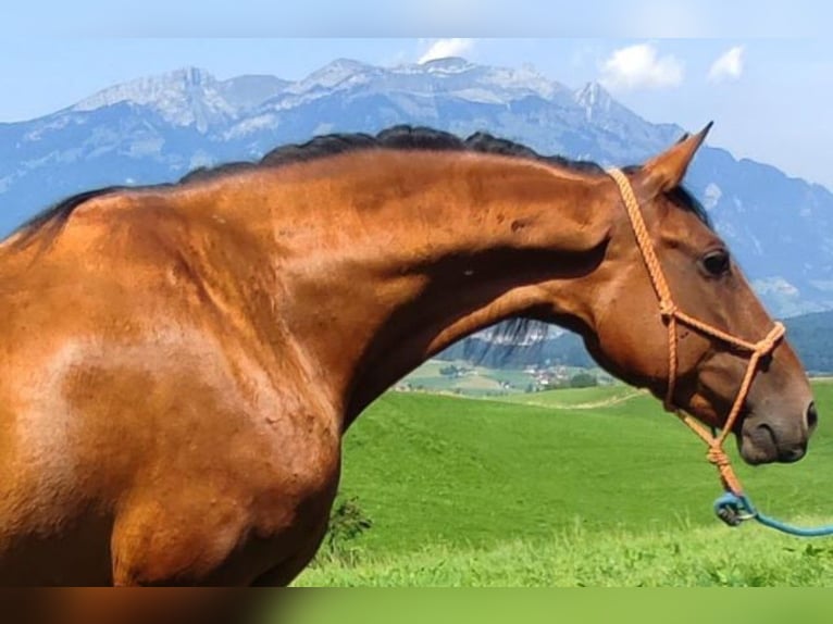PRE Mix Mare 17 years 15,2 hh Brown in Giswil