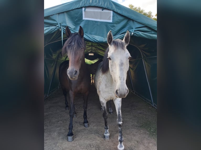 PRE Mix Mare 17 years 16 hh Brown in Hannover