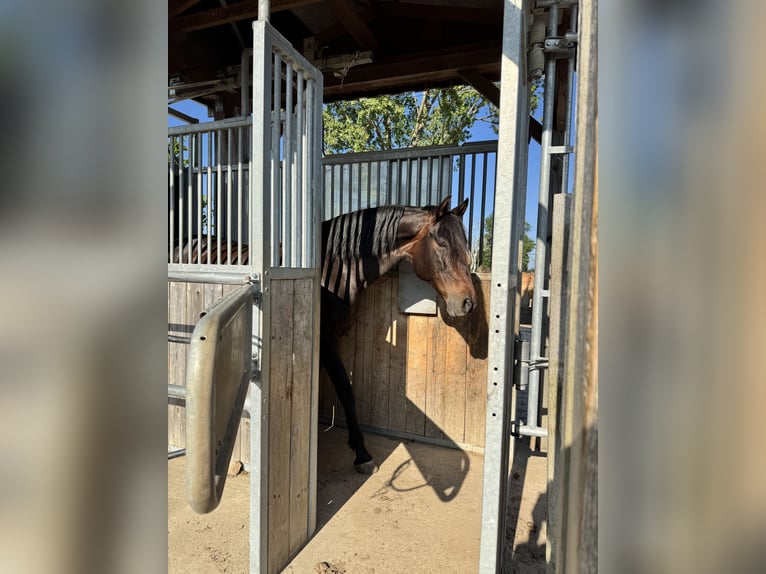 PRE Mix Mare 17 years 16 hh Brown in Hannover