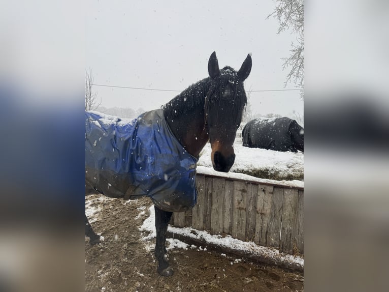 PRE Mix Mare 17 years 16 hh Brown in Hannover