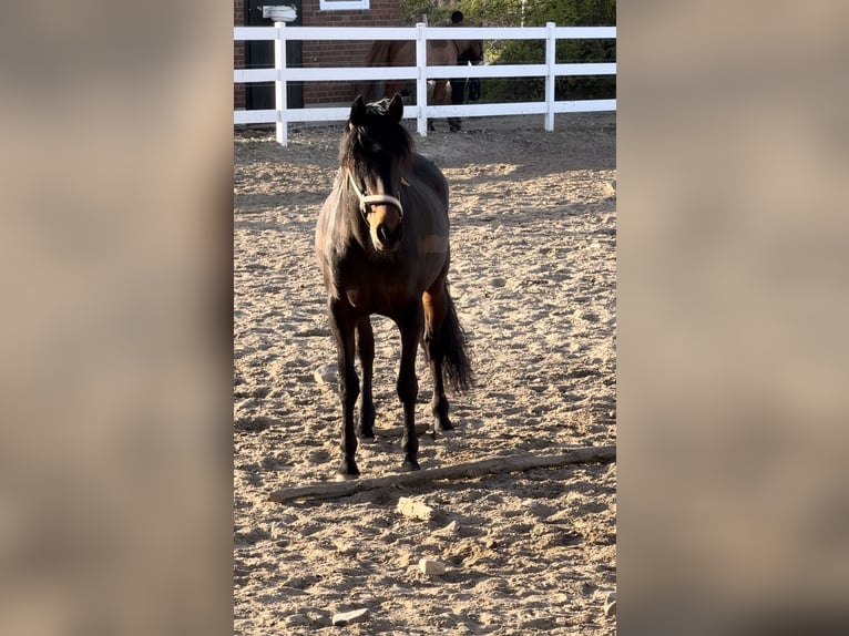 PRE Mix Mare 17 years 16 hh Brown in Hannover