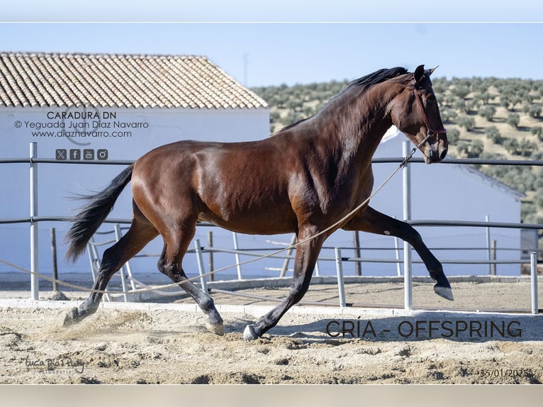 PRE Mix Mare 17 years 16,1 hh Brown in Arjona