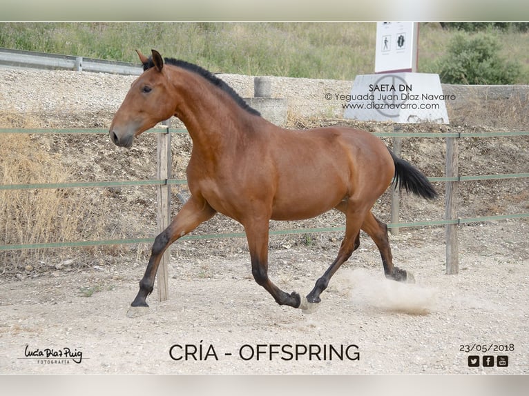 PRE Mix Mare 17 years 16,1 hh Brown in Arjona