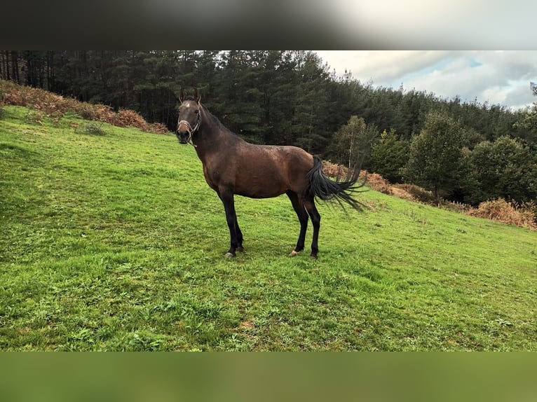 PRE Mare 17 years Bay-Dark in Sodupe