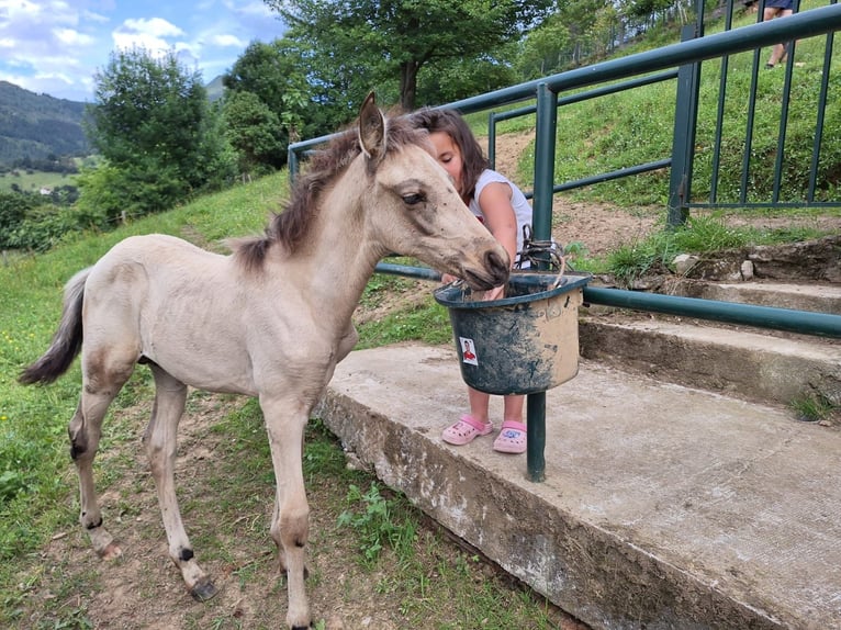 PRE Mare 17 years Bay-Dark in Sodupe