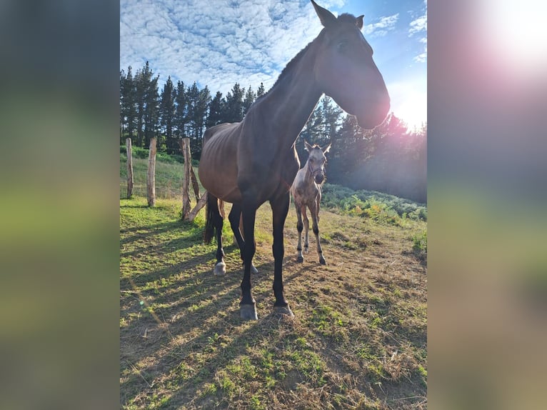 PRE Mare 17 years Bay-Dark in Sodupe