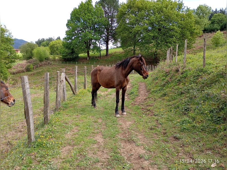 PRE Mare 17 years Bay-Dark in Sodupe