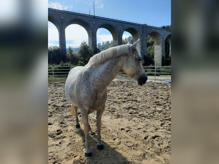 PRE Mix Mare 18 years 14.2 hh Grey-Fleabitten in Paderborn