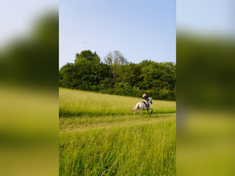 PRE Mix Mare 18 years 14.2 hh Grey-Fleabitten in Paderborn