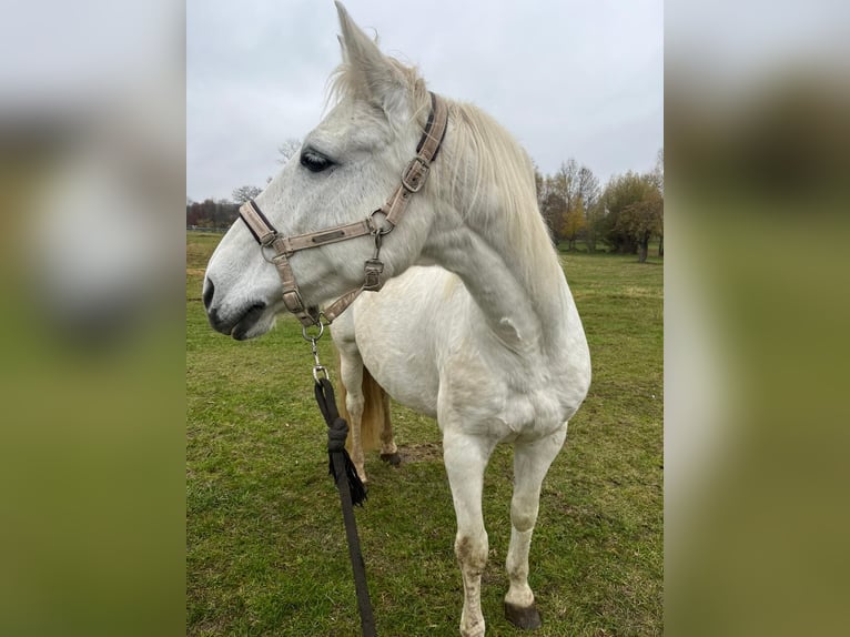 PRE Mix Mare 18 years 14,2 hh Grey in Rudolstadt