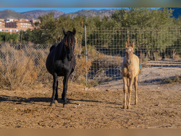 PRE Mix Mare 18 years 15,1 hh Black in Rafelguaraf