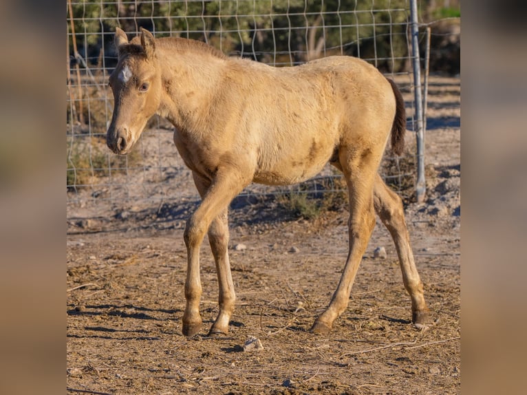 PRE Mix Mare 18 years 15,1 hh Black in Rafelguaraf