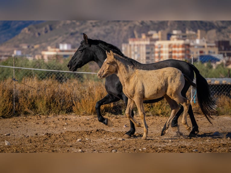 PRE Mix Mare 18 years 15,1 hh Black in Rafelguaraf