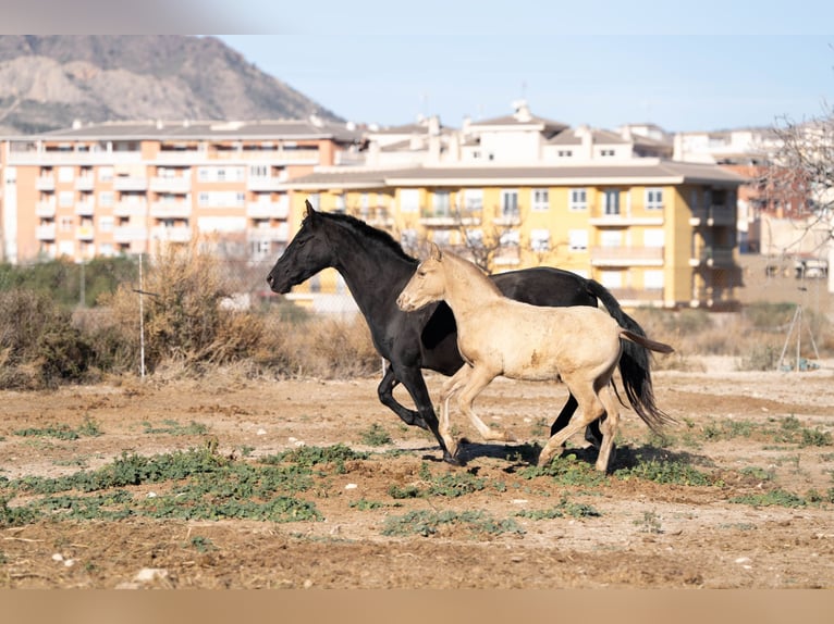 PRE Mix Mare 18 years 15,1 hh Black in Rafelguaraf