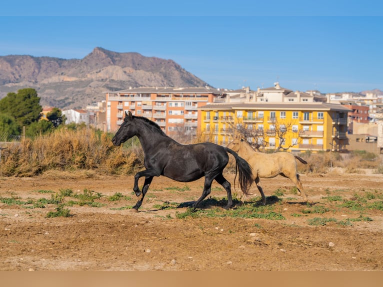 PRE Mix Mare 18 years 15,1 hh Black in Rafelguaraf