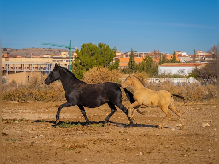 PRE Mix Mare 18 years 15,1 hh Black in Rafelguaraf