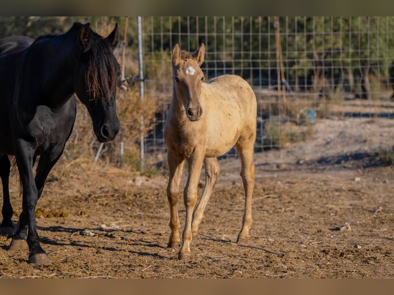 PRE Mix Mare 18 years 15,1 hh Black in Rafelguaraf