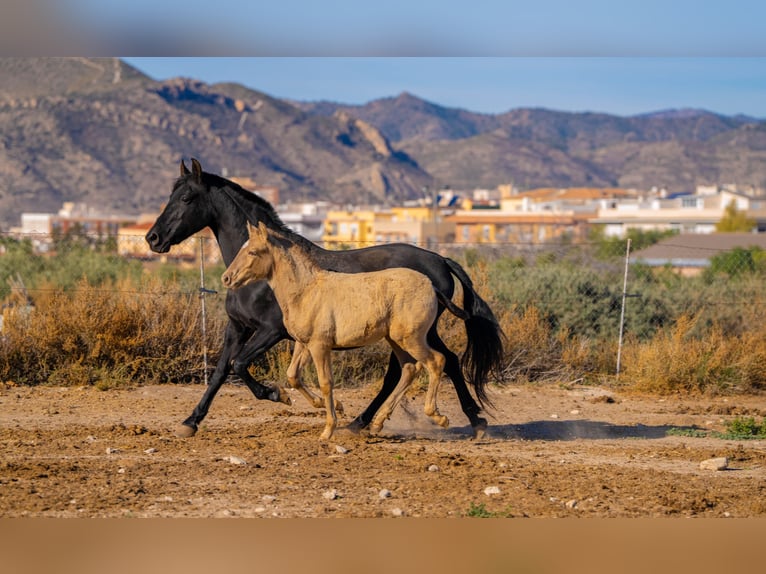 PRE Mix Mare 18 years 15,1 hh Black in Rafelguaraf