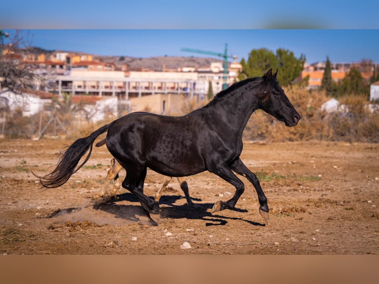 PRE Mix Mare 18 years 15,1 hh Black in Rafelguaraf