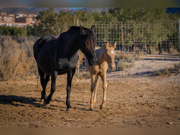 PRE Mix Mare 18 years 15,1 hh Black in Rafelguaraf