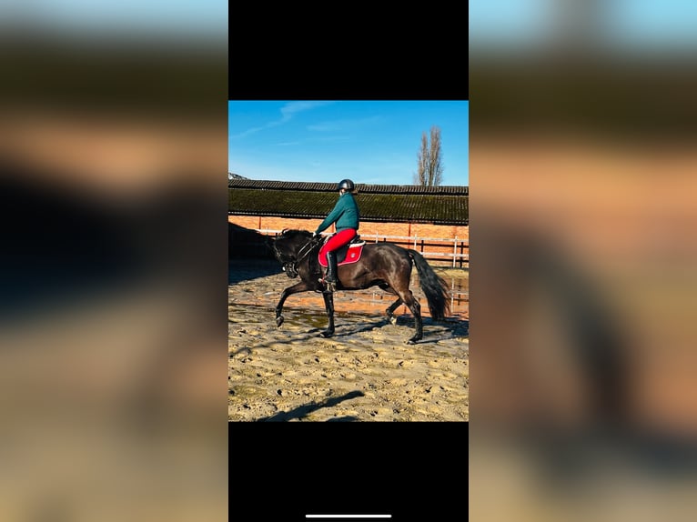 PRE Mare 18 years 15,1 hh Black in Poppel