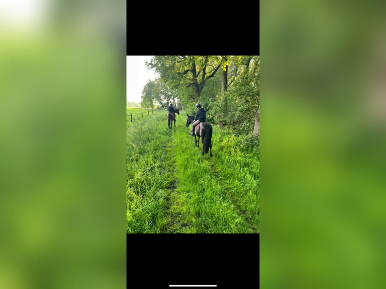PRE Mare 18 years 15,1 hh Black in Poppel
