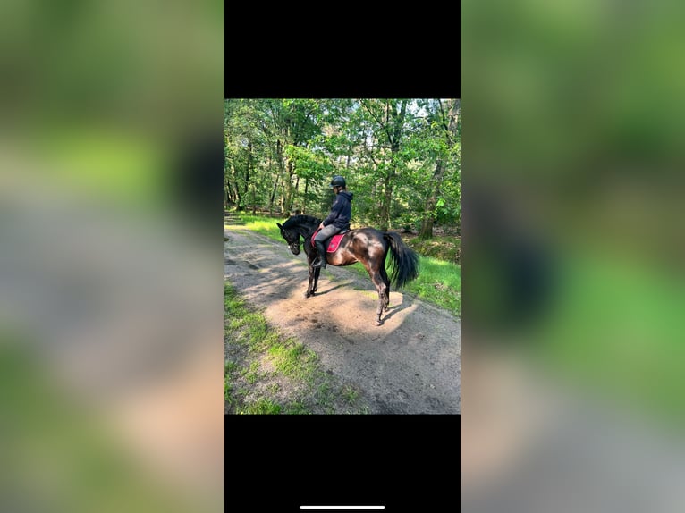 PRE Mare 18 years 15,1 hh Black in Poppel