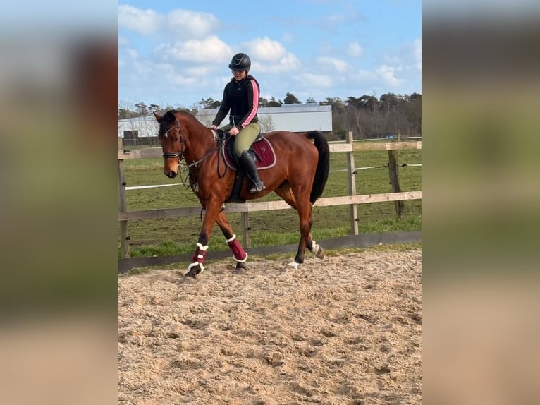 PRE Mare 18 years 15,1 hh Black in PoppelPoppel PRE Mare 18 years 15,1 hh Black in PoppelPoppel