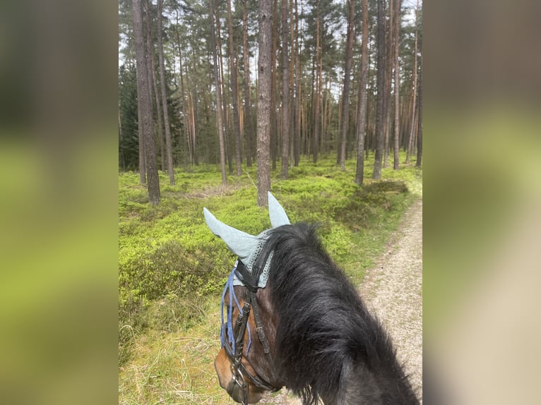 PRE Mix Mare 18 years 15,2 hh Roan-Red in Marloffstein