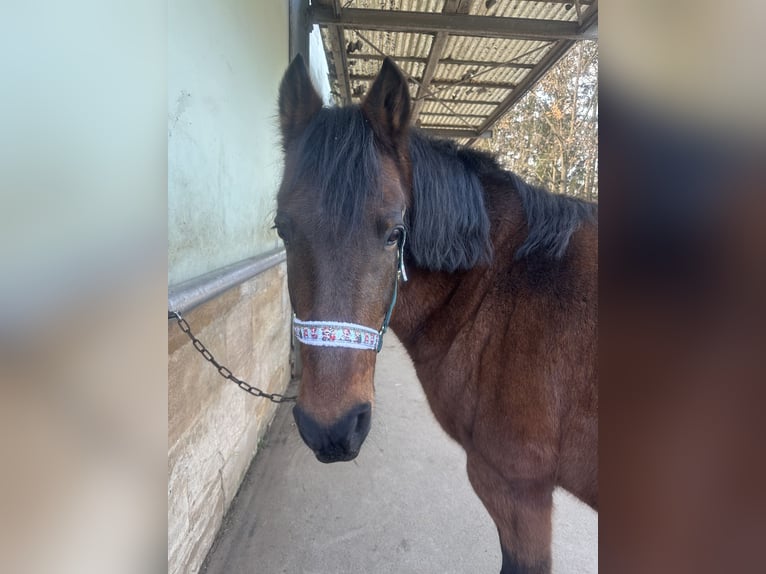 PRE Mix Mare 18 years 15,2 hh Roan-Red in Marloffstein