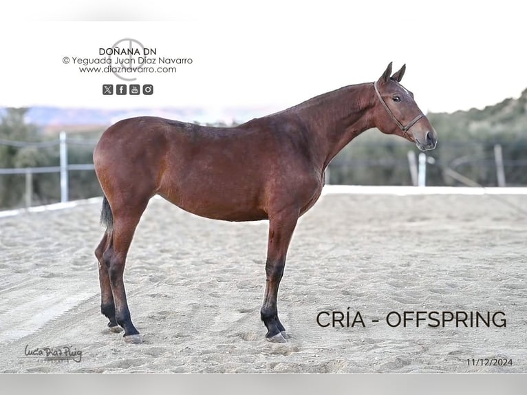 PRE Mare 18 years 16.1 hh Brown in Arjona