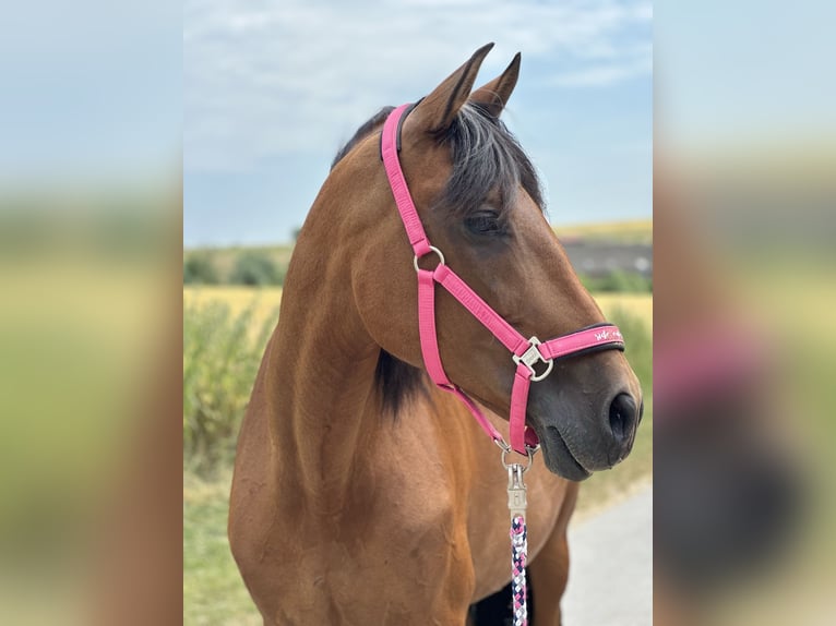 PRE Mare 18 years 16,1 hh Brown in Velbert