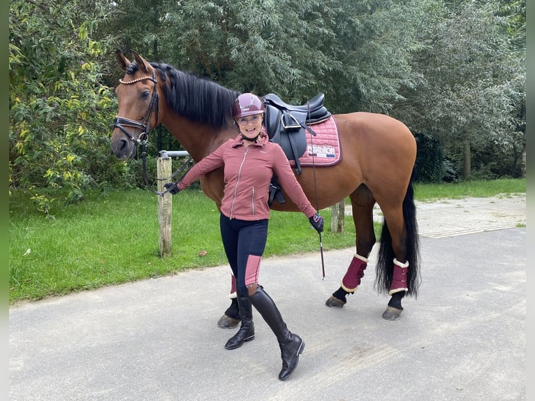 PRE Mare 18 years 16,1 hh Brown in Velbert