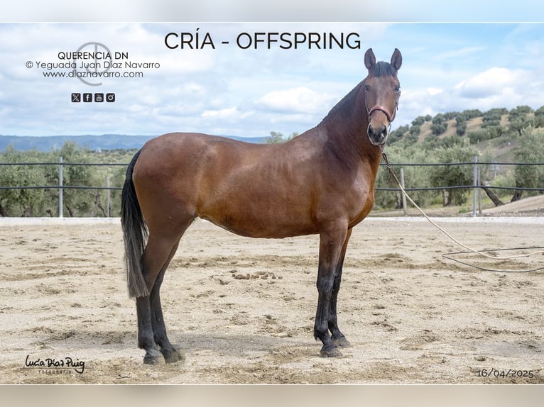 PRE Mare 18 years 16,1 hh Brown in Arjona