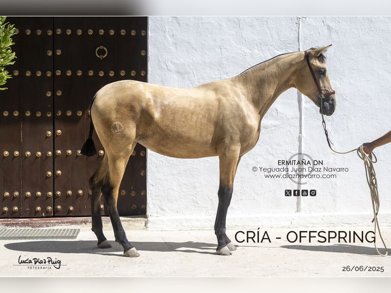 PRE Mare 18 years 16,1 hh Brown in Arjona