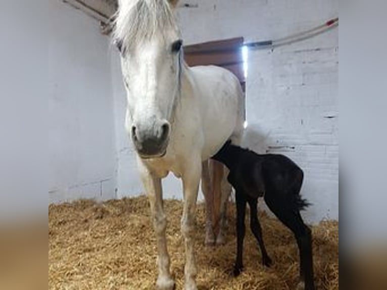 PRE Mix Mare 18 years 17 hh Gray in Cambrils